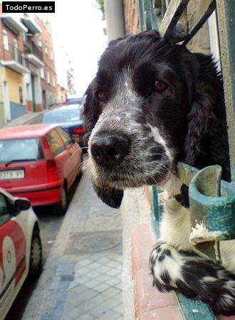 La foto del perro