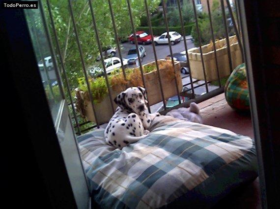 La foto del perro