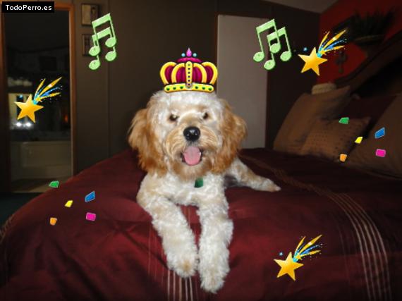 La foto del perro