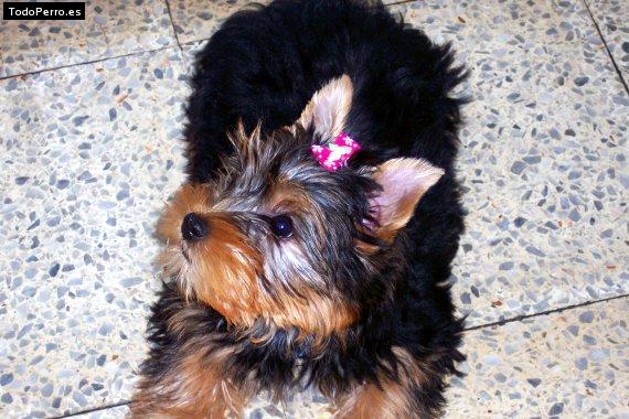 Foto del perro Miky