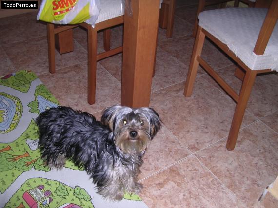 La foto del perro