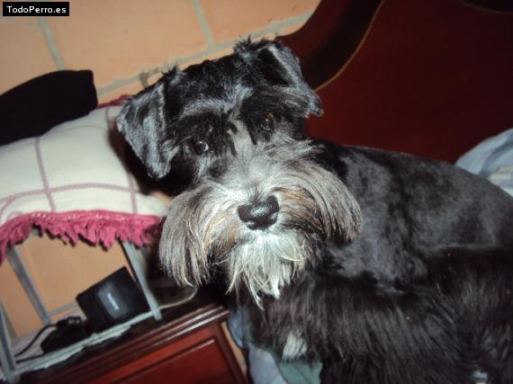 La foto del perro