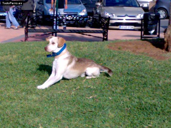 La foto del perro