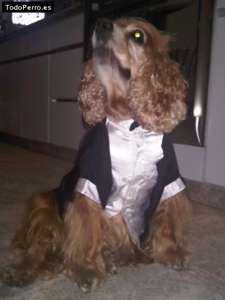 La foto del perro
