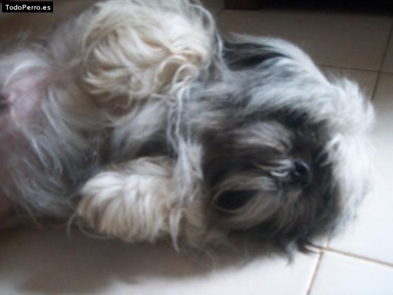 La foto del perro