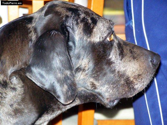 Foto del perro Teo