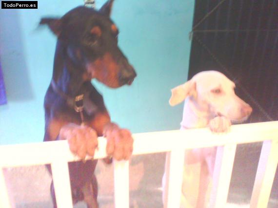 La foto del perro