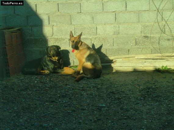 La foto del perro