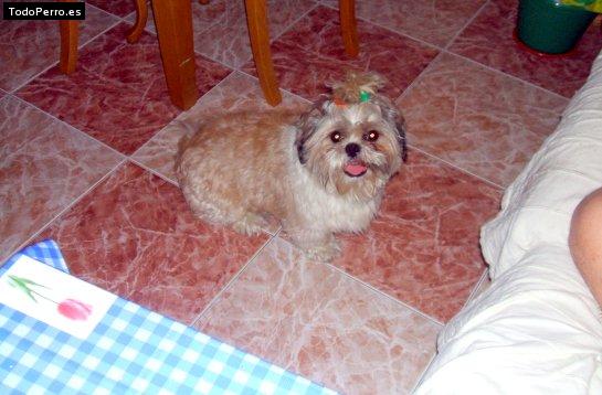 La foto del perro
