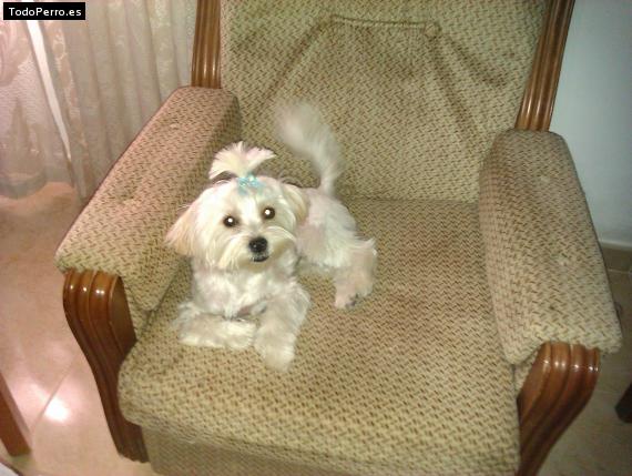 La foto del perro