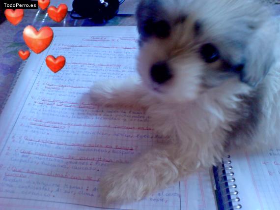 La foto del perro
