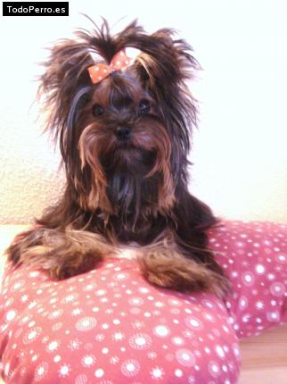 La foto del perro