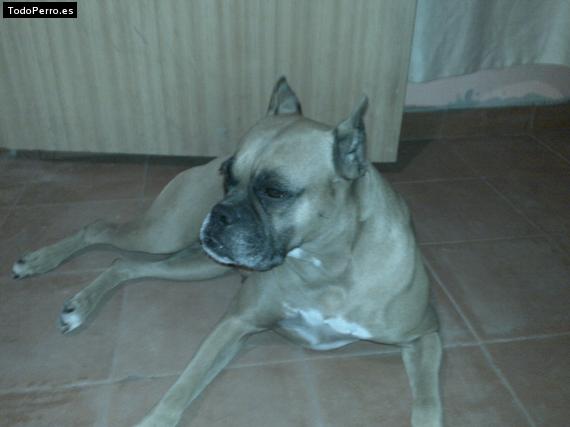 La foto del perro