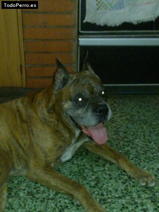 La foto del perro