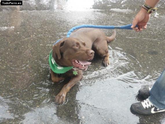 La foto del perro