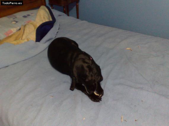 La foto del perro