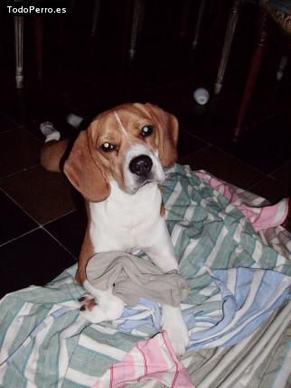 La foto del perro