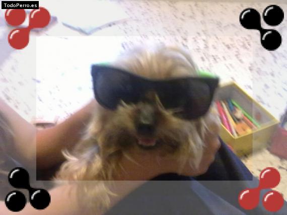 La foto del perro