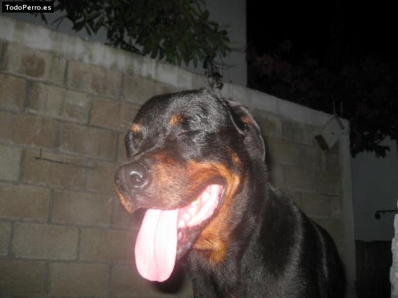 La foto del perro