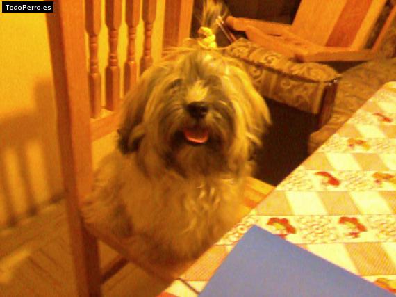 La foto del perro
