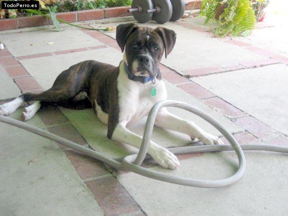 La foto del perro