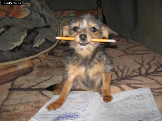 La foto del perro