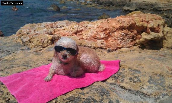 La foto del perro