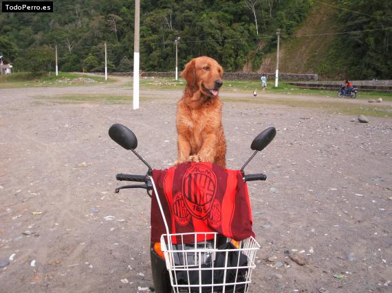 La foto del perro