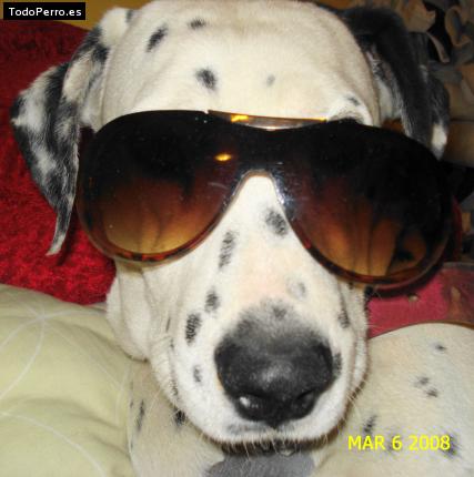 La foto del perro