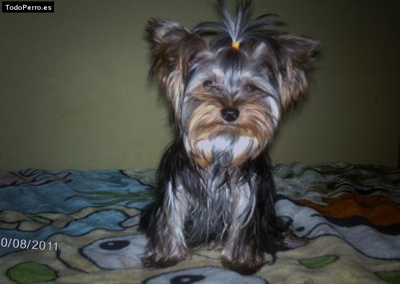 La foto del perro
