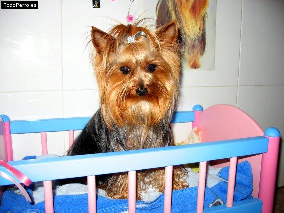 La foto del perro