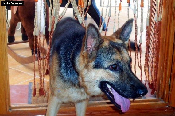 La foto del perro