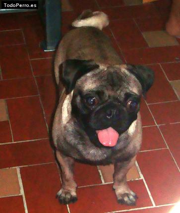 La foto del perro