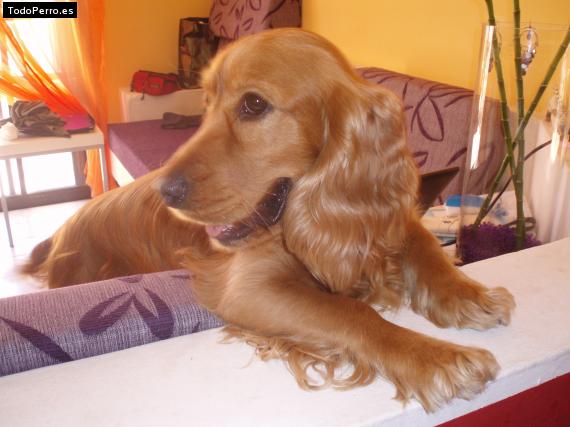 La foto del perro