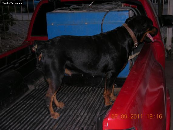 La foto del perro