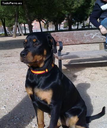 La foto del perro