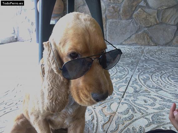 La foto del perro