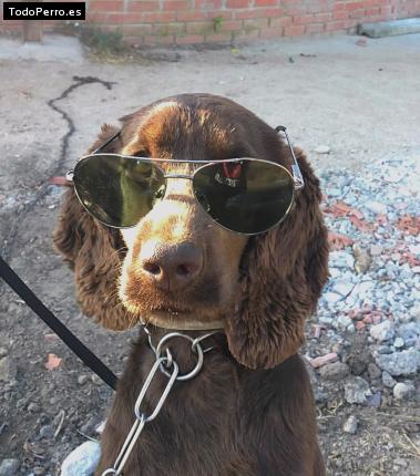 La foto del perro