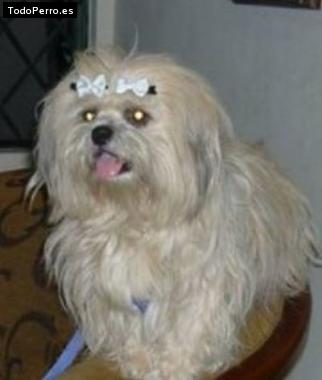La foto del perro