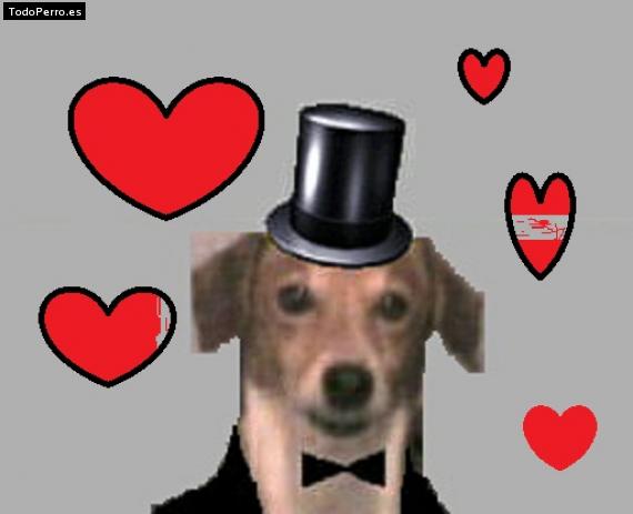 La foto del perro