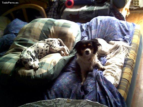 La foto del perro