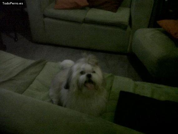 La foto del perro