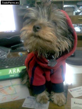 La foto del perro
