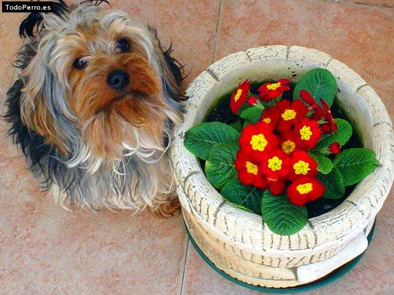 La foto del perro