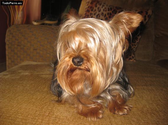 La foto del perro
