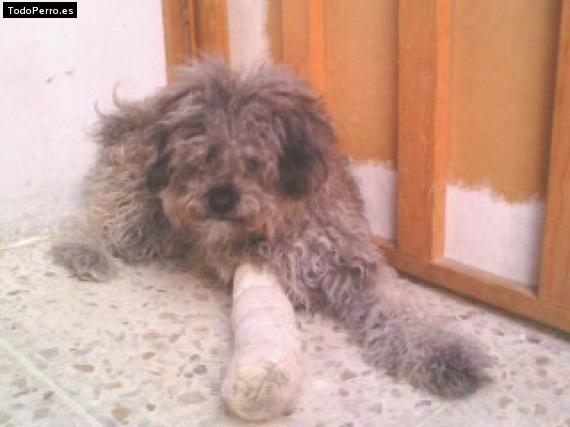 La foto del perro