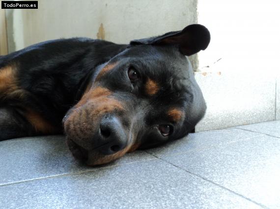 La foto del perro