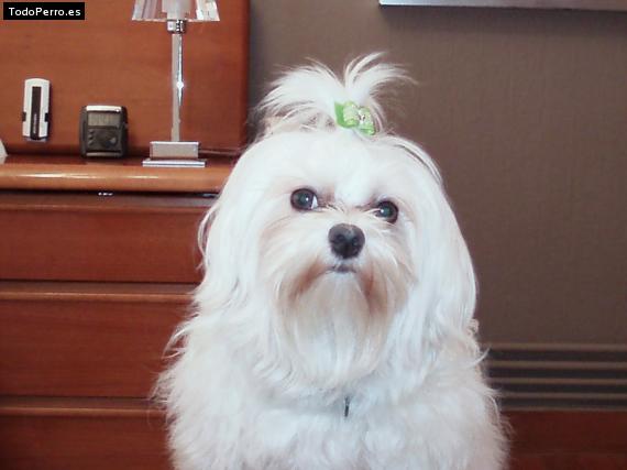 La foto del perro