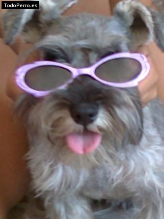 La foto del perro