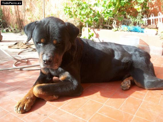 La foto del perro